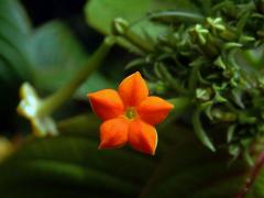 Mussaenda pilosissima Valeton