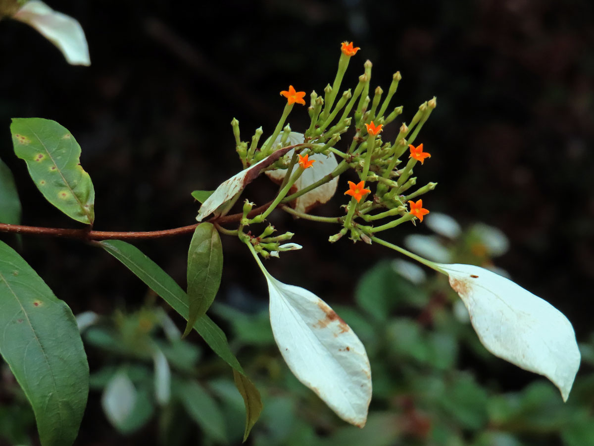 Mussaenda frondosa L.