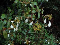 Mussaenda frondosa L.