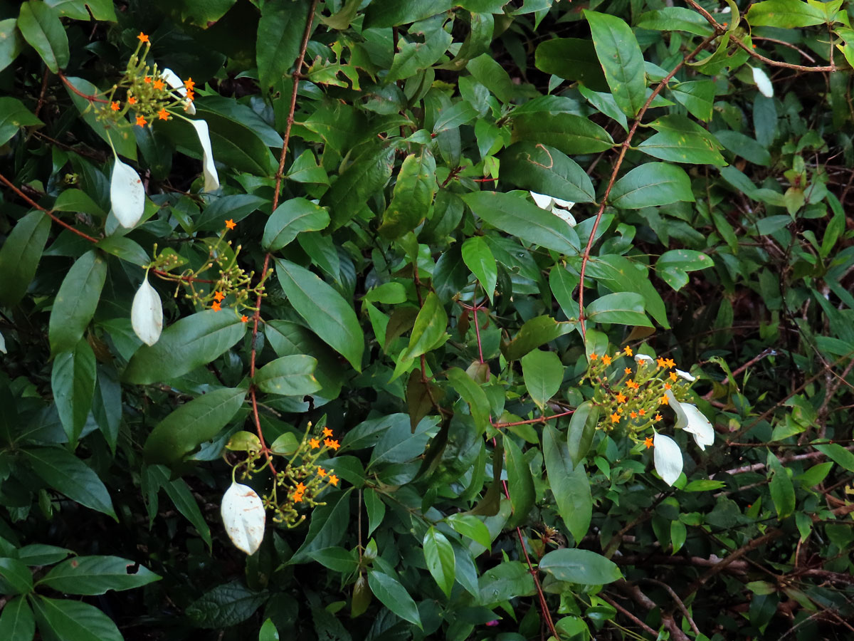 Mussaenda frondosa L.