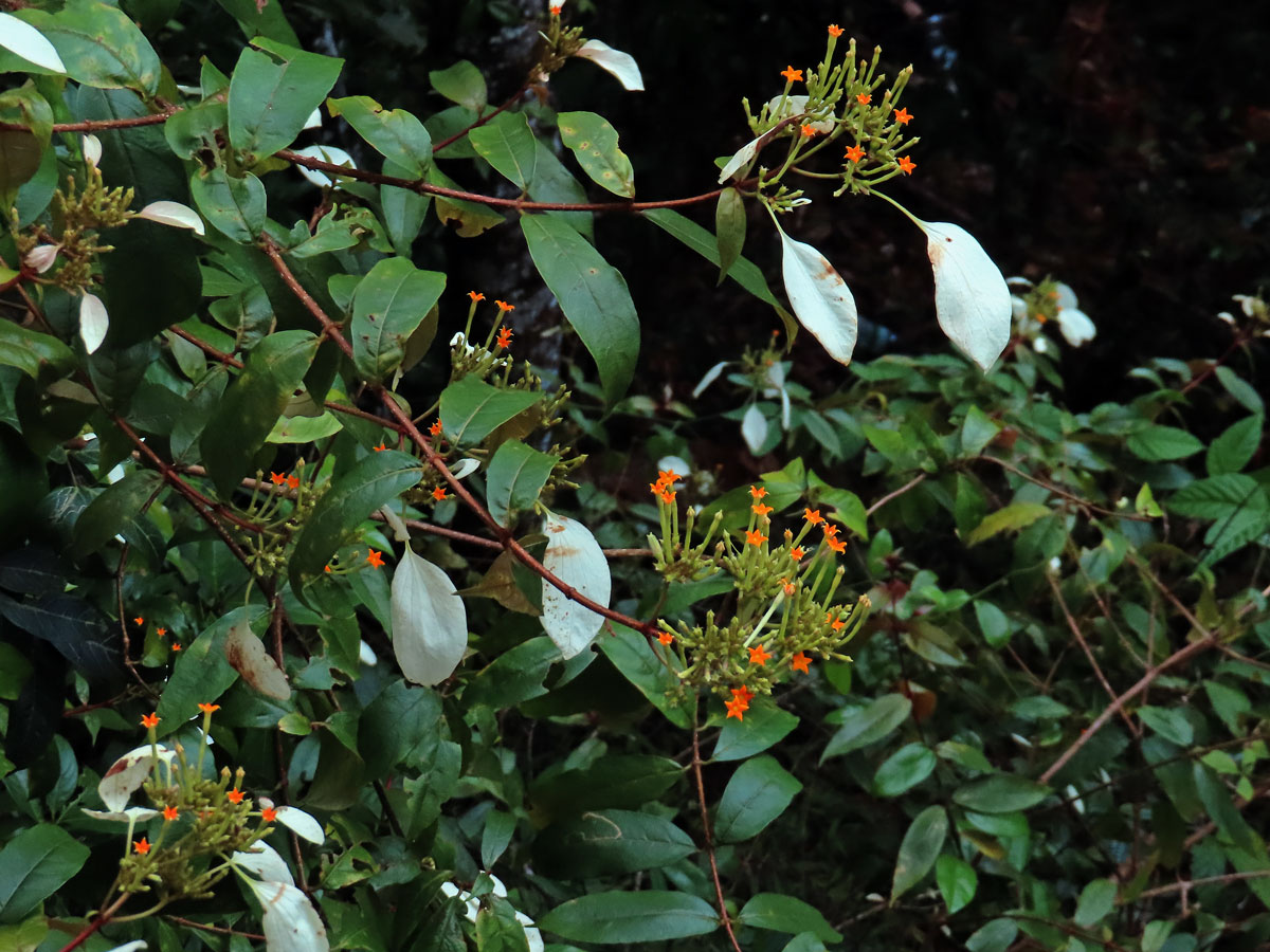 Mussaenda frondosa L.