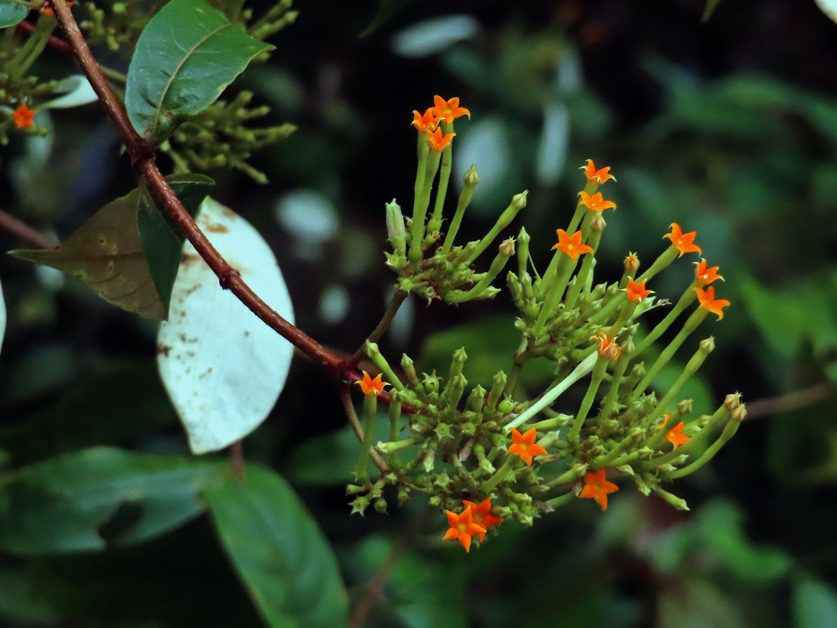 Mussaenda frondosa L.