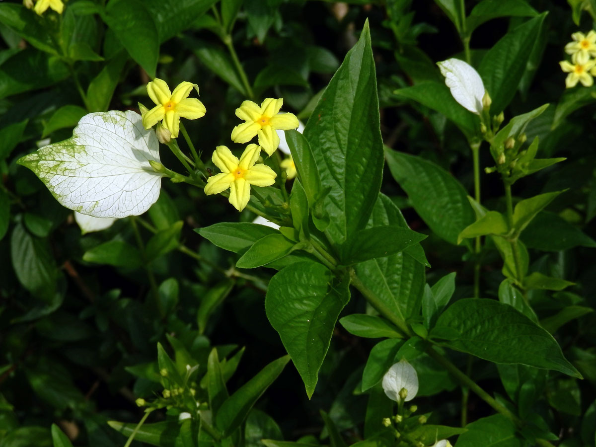 Pseudomussaenda flava Verdc.