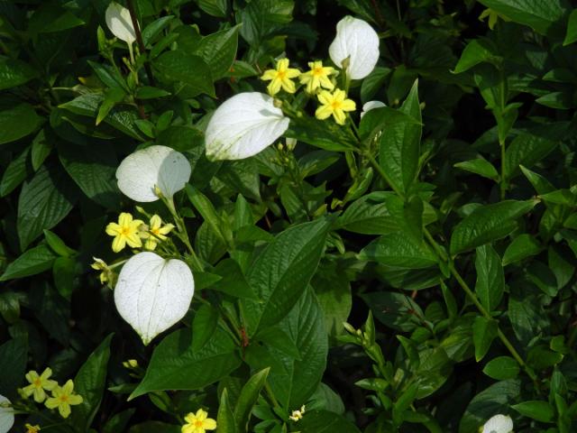 Pseudomussaenda flava Verdc.