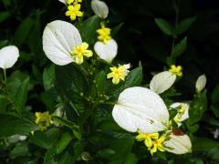 Pseudomussaenda flava Verdc.