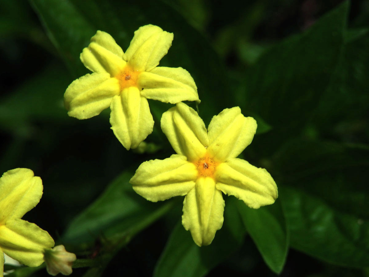 Pseudomussaenda flava Verdc.