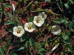 Xenostegia tridentata (L.) Austin & Staples