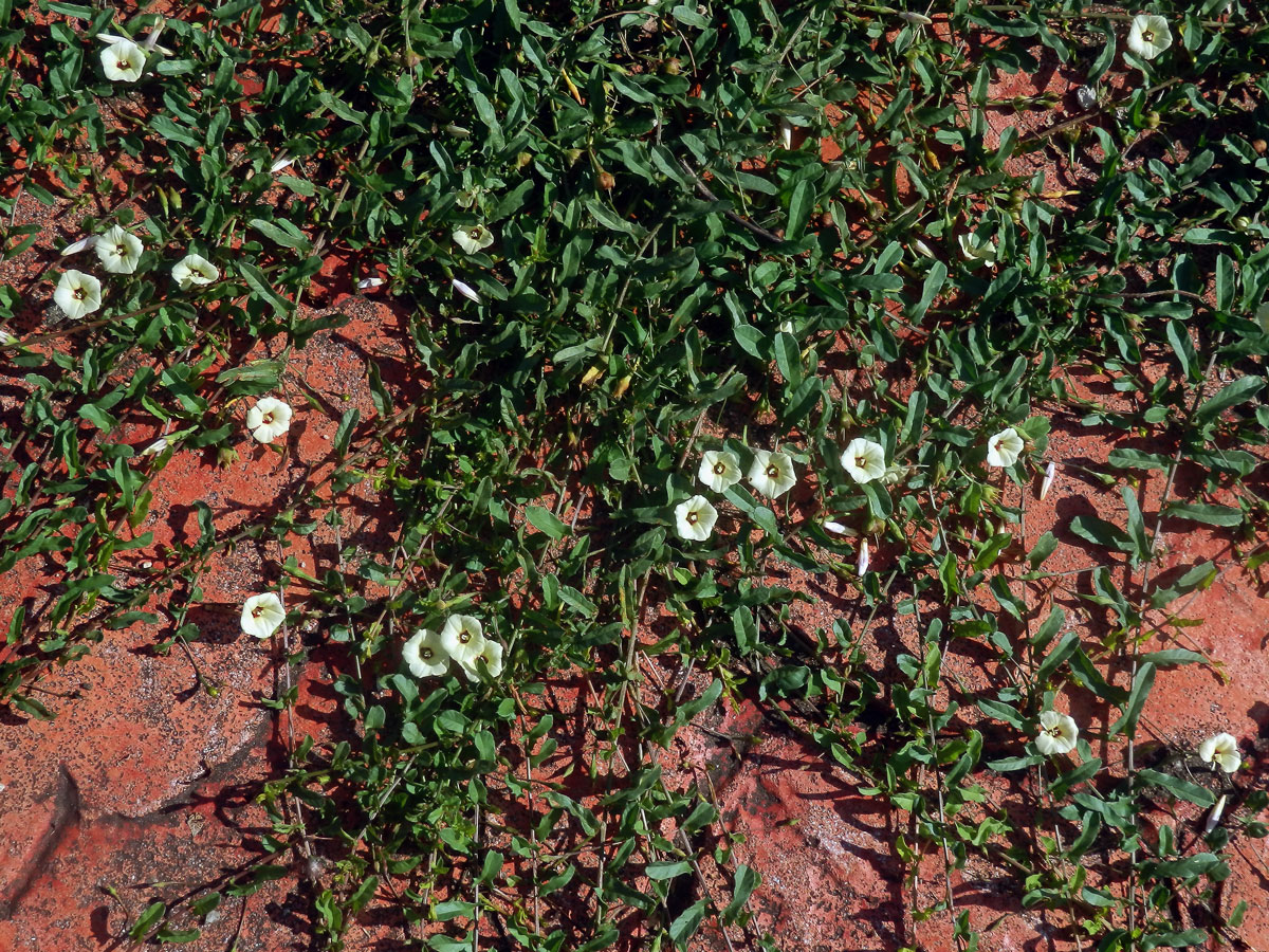 Xenostegia tridentata (L.) Austin & Staples