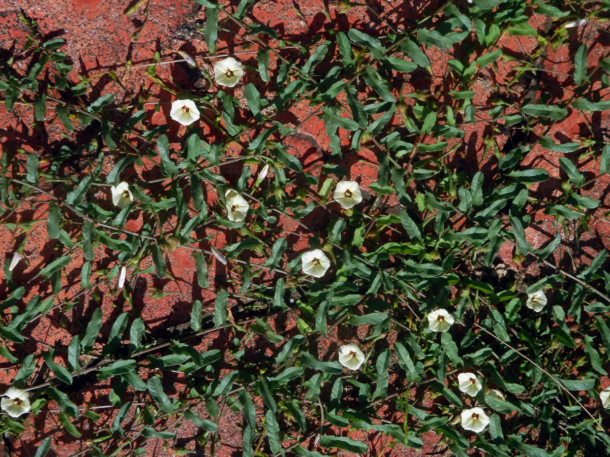 Xenostegia tridentata (L.) Austin & Staples