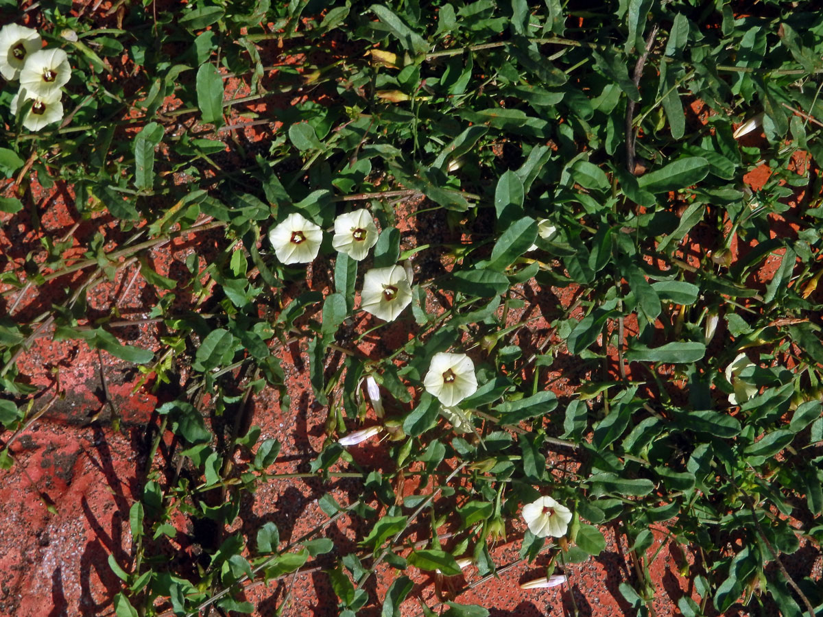 Xenostegia tridentata (L.) Austin & Staples