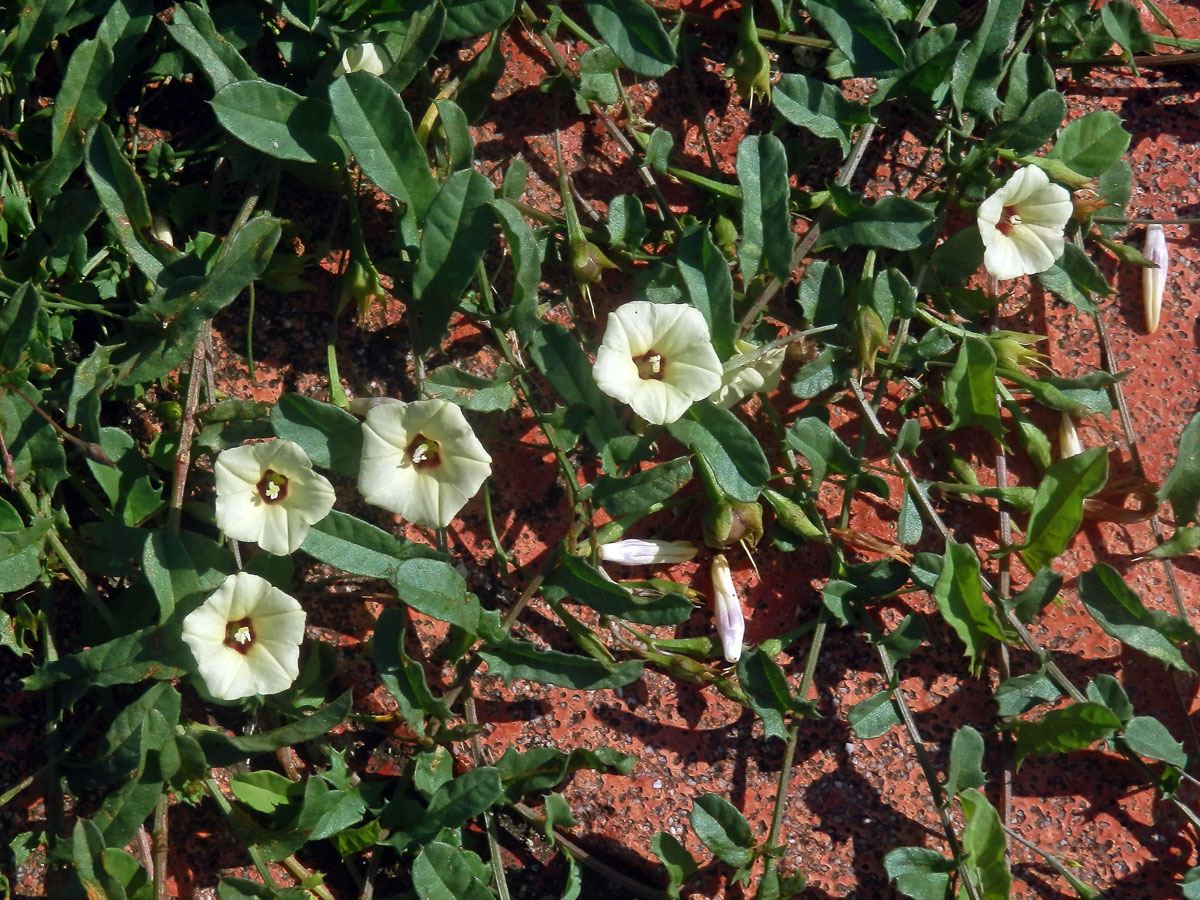 Xenostegia tridentata (L.) Austin & Staples