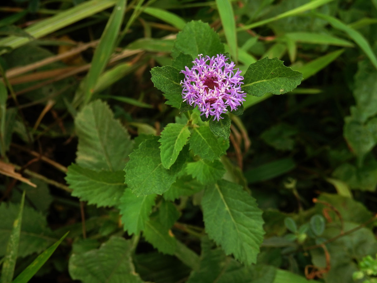 Centratherum punctatum Cass.