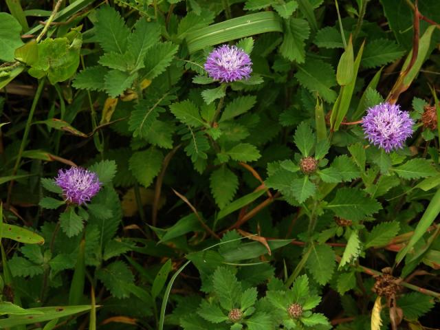 Centratherum punctatum Cass.