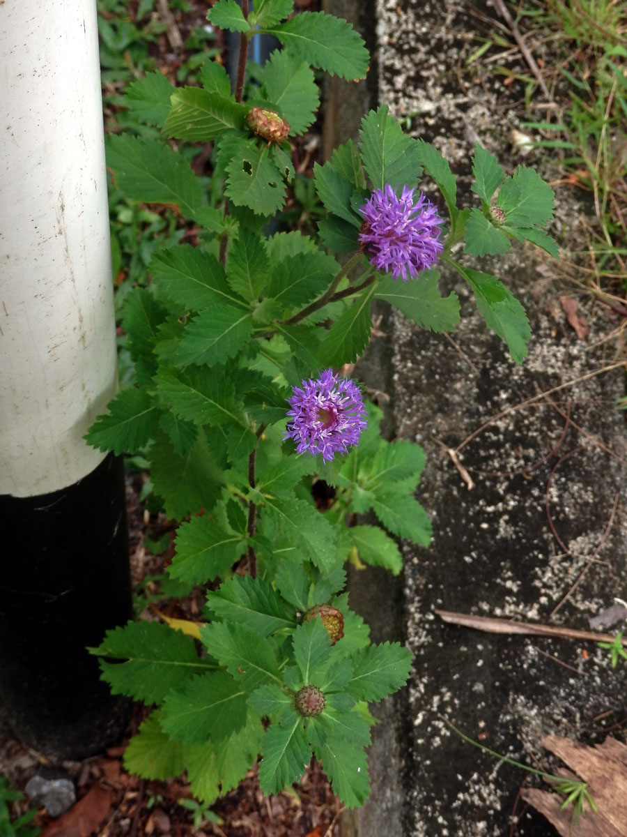 Centratherum punctatum Cass.