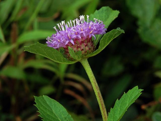 Centratherum punctatum Cass.