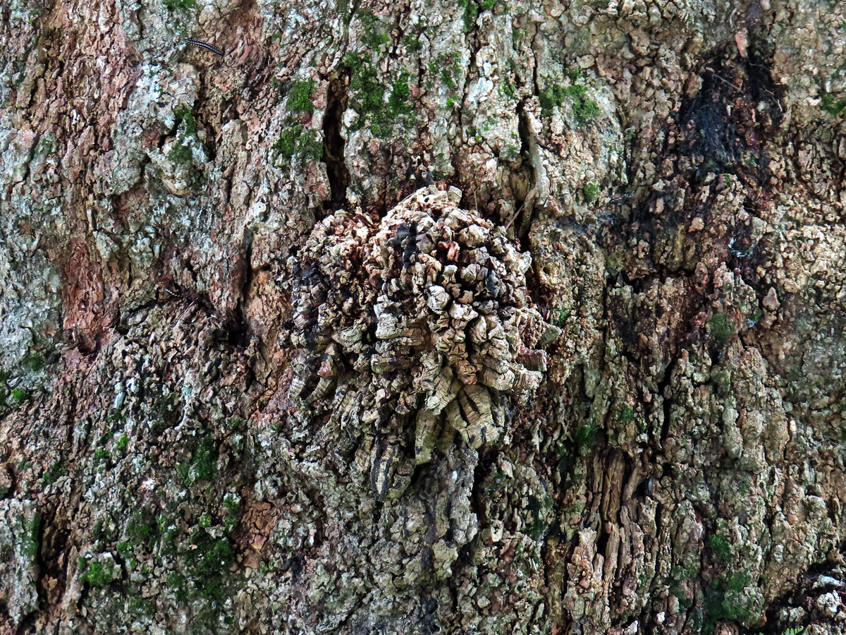 Kaučukovník brazilský (Hevea brasiliensis (Willd. ex Adr. Juss.) Muell. Arg.)  s nádorem na kmeni (1a)