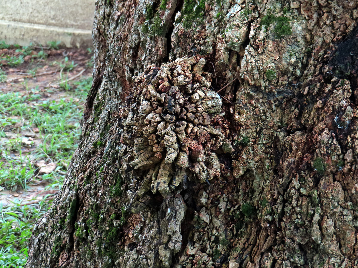 Kaučukovník brazilský (Hevea brasiliensis (Willd. ex Adr. Juss.) Muell. Arg.)  s nádorem na kmeni (1b)