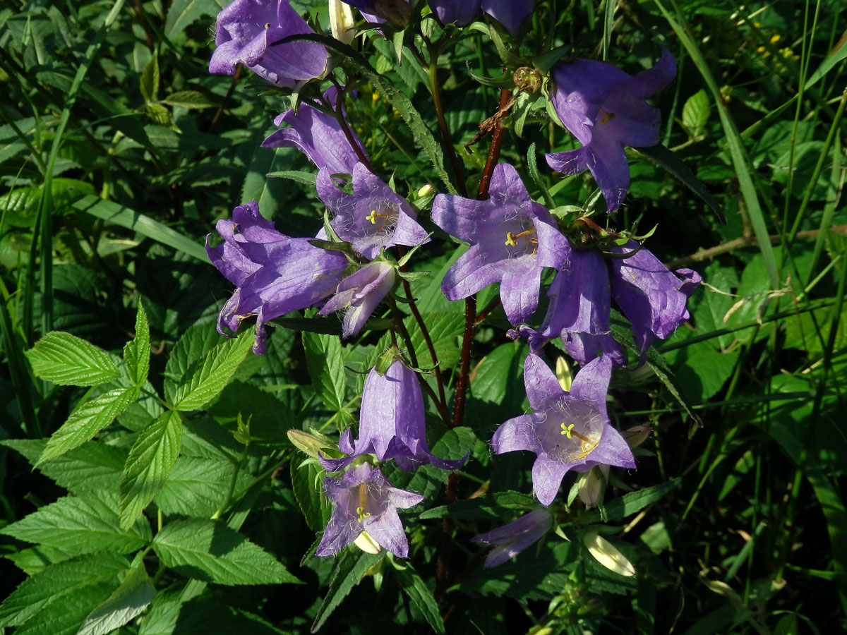 Zvonek kopřivolistý (Campanula trachelium L.)