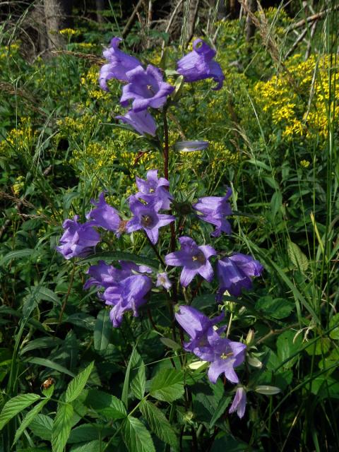 Zvonek kopřivolistý (Campanula trachelium L.)