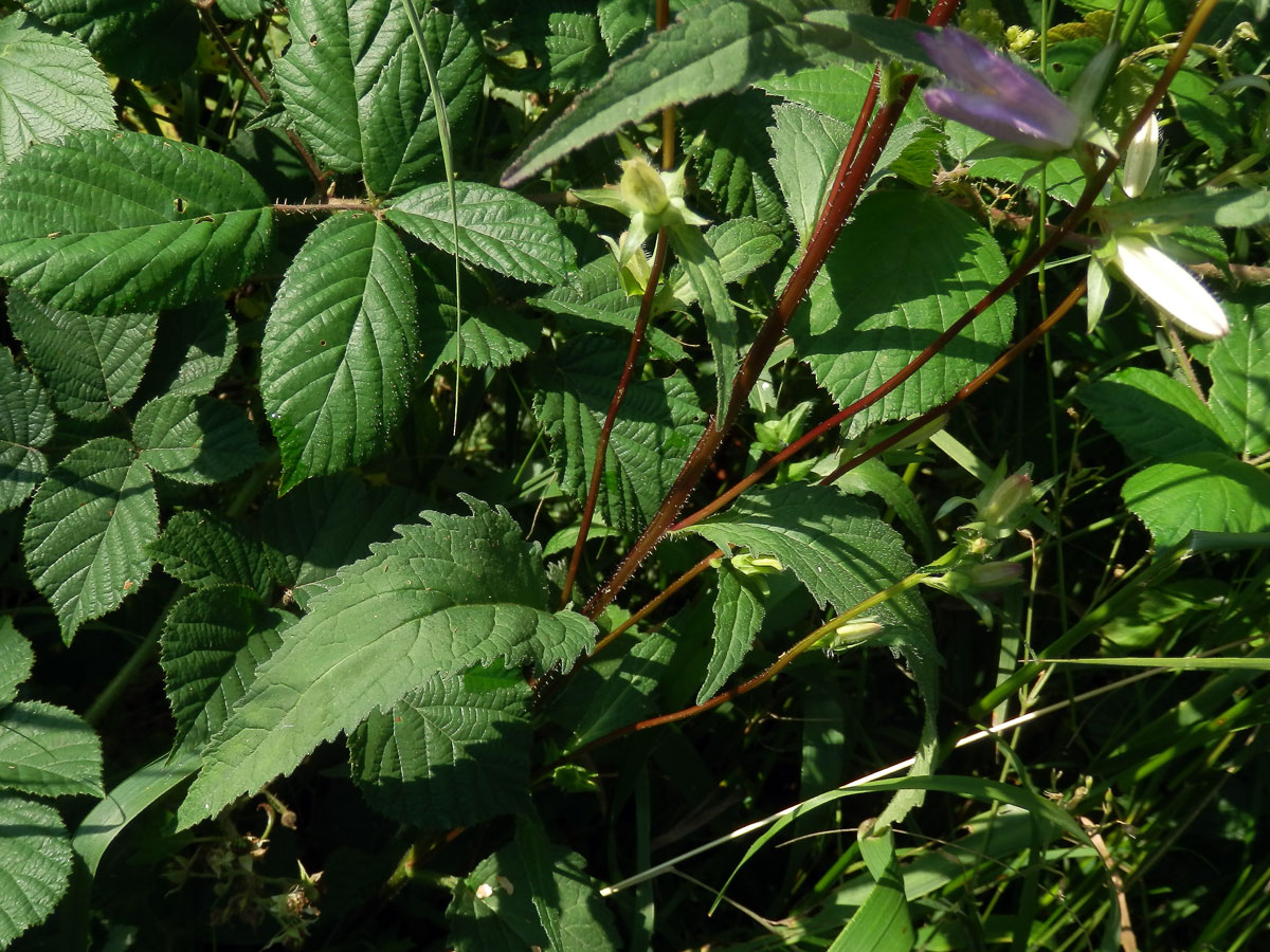 Zvonek kopřivolistý (Campanula trachelium L.)