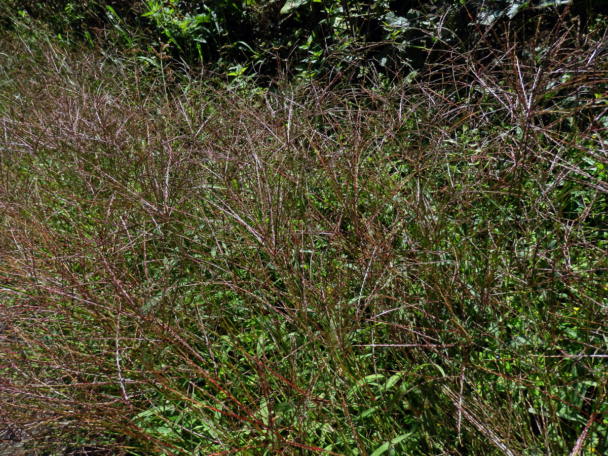 Rosička krvavá (Digitaria sanguinalis (L.) Scop.)