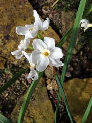 Narcis (Narcissus papyraceus Ker-Gawl.)