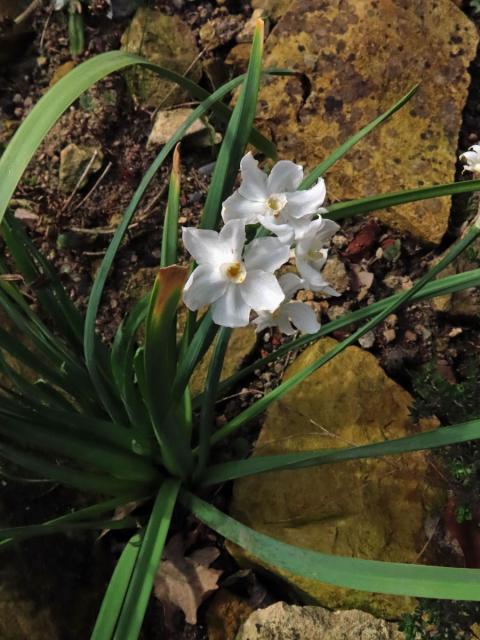 Narcis (Narcissus papyraceus Ker-Gawl.)