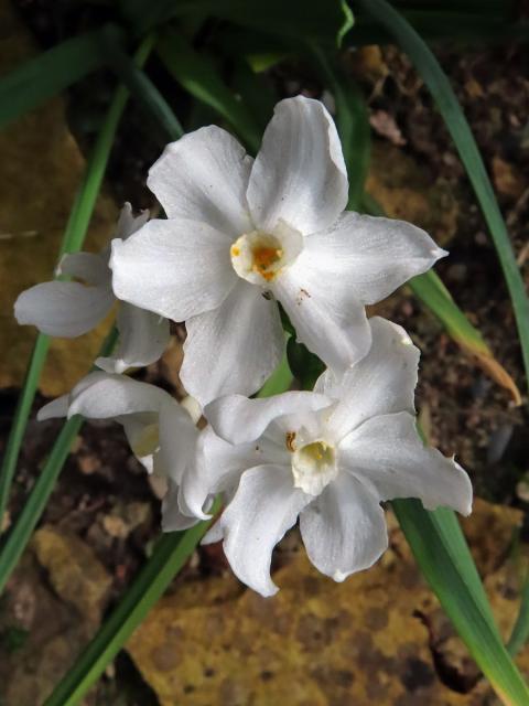 Narcis (Narcissus papyraceus Ker-Gawl.)