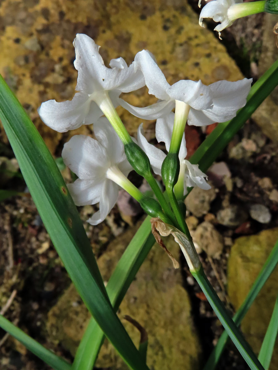 Narcis (Narcissus papyraceus Ker-Gawl.)