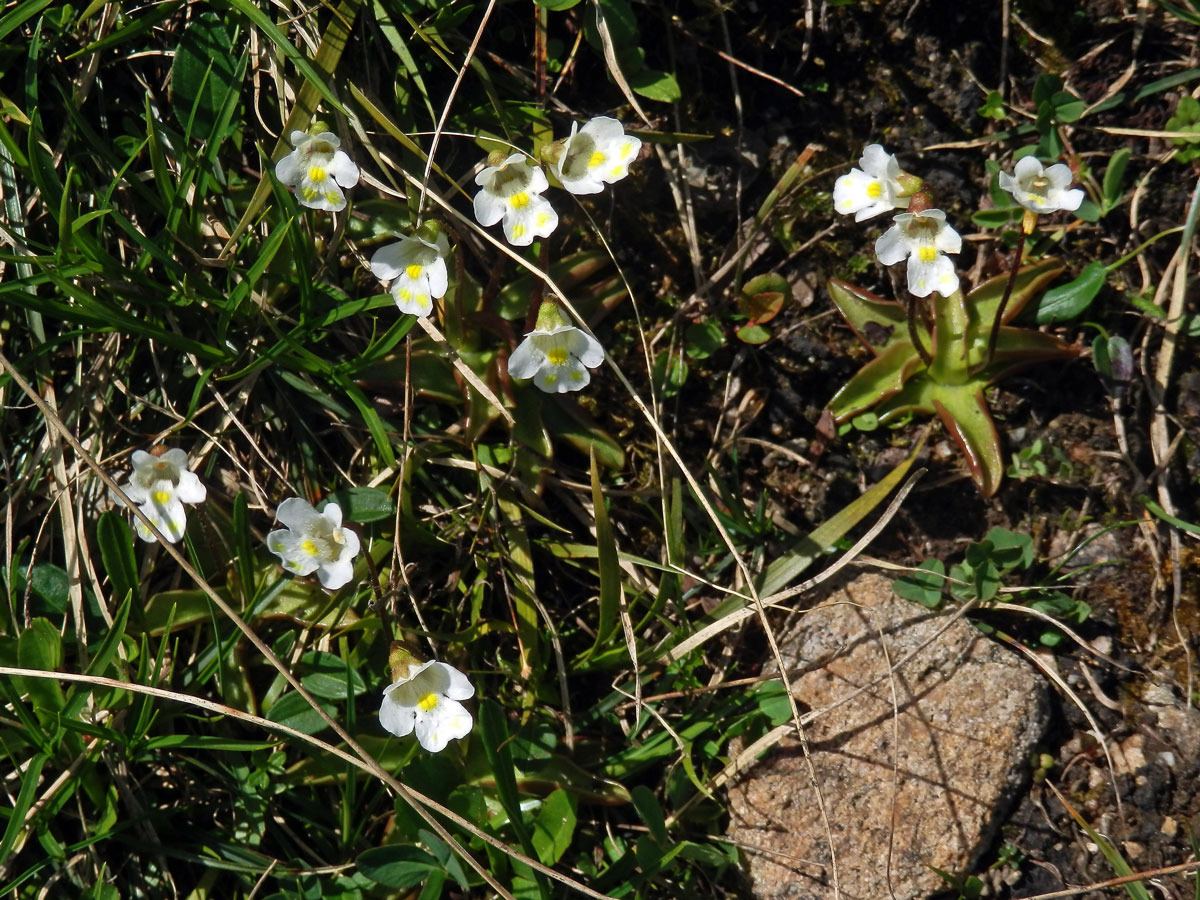 Tučnice alpská (Pinguicula alpina L.)