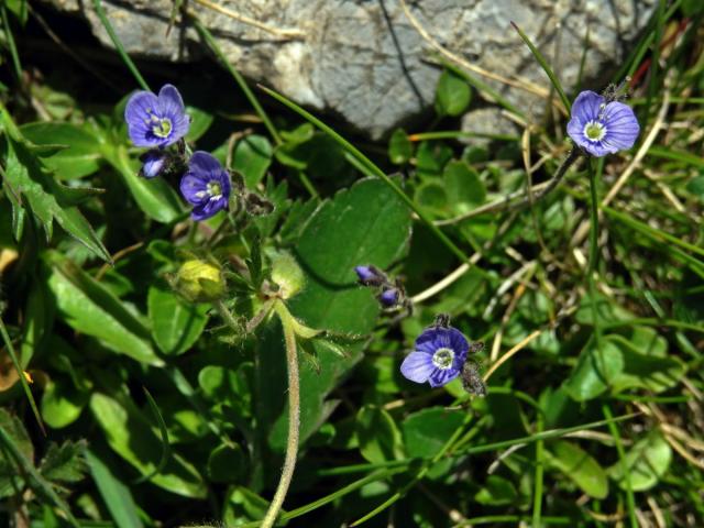 Rozrazil bezlistý (Veronica aphylla L.)