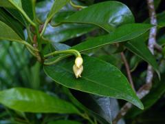 Muškátovník vonný (Myristica fragrans Houtt.)