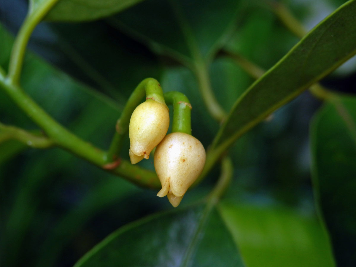 Muškátovník vonný (Myristica fragrans Houtt.)