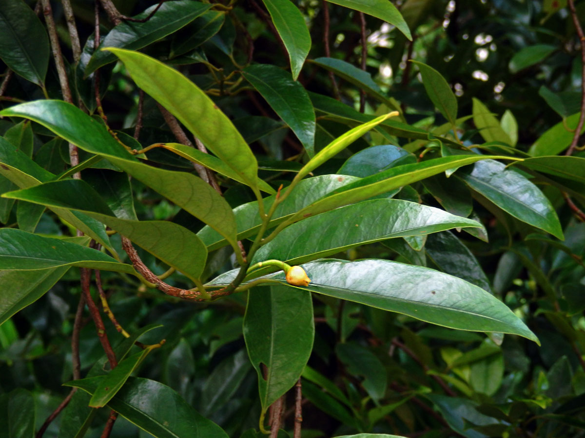 Muškátovník vonný (Myristica fragrans Houtt.)