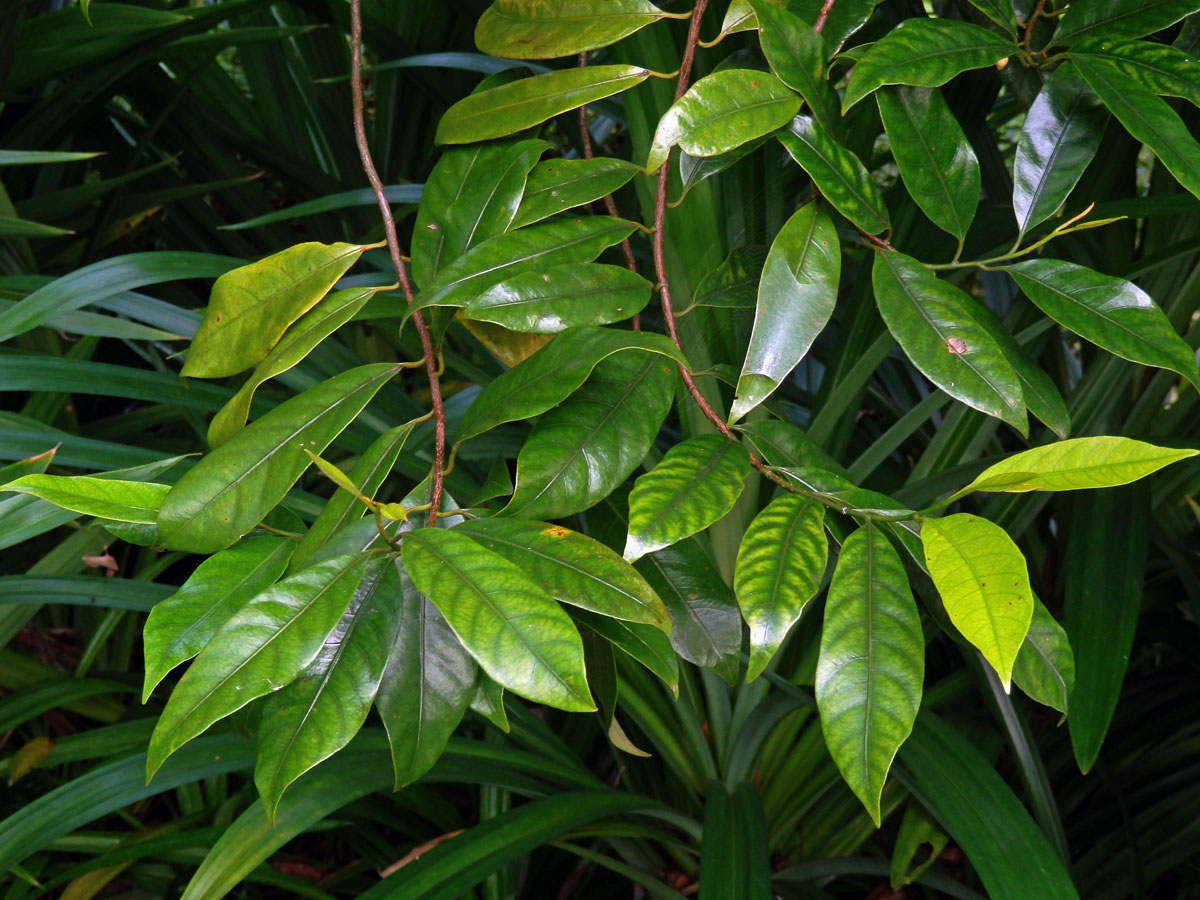 Muškátovník vonný (Myristica fragrans Houtt.)