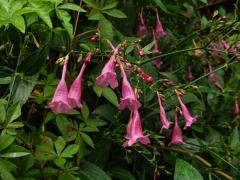 Strobilanthes hamiltoniana (Steud.) Bosser & Heine