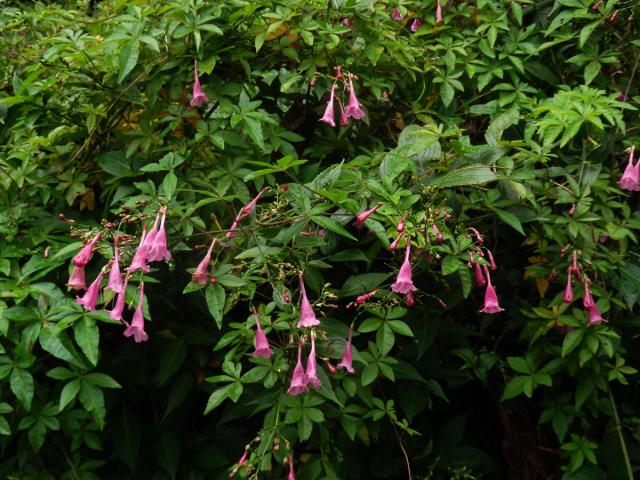 Strobilanthes hamiltoniana (Steud.) Bosser & Heine