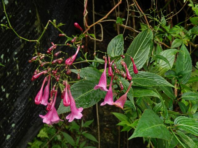 Strobilanthes hamiltoniana (Steud.) Bosser & Heine