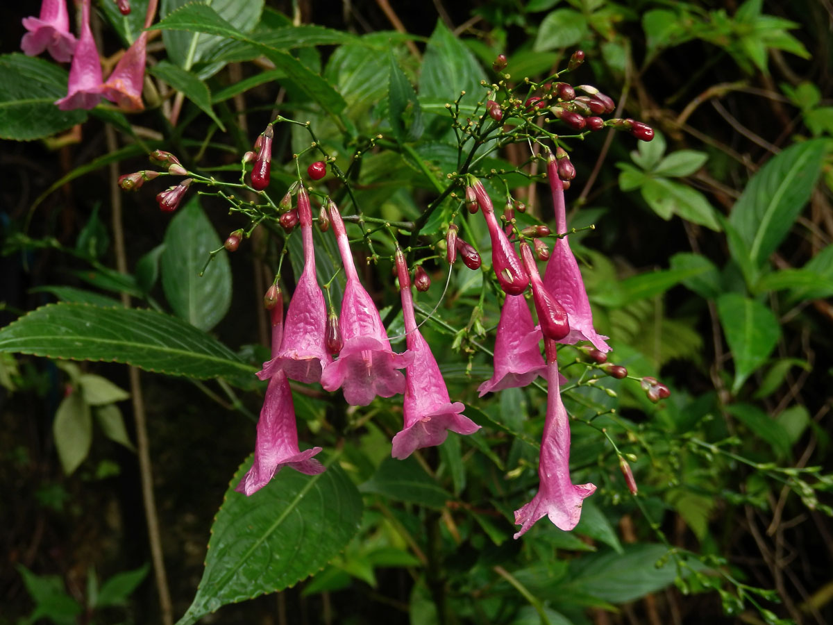 Strobilanthes hamiltoniana (Steud.) Bosser & Heine