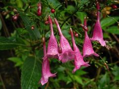 Strobilanthes hamiltoniana (Steud.) Bosser & Heine