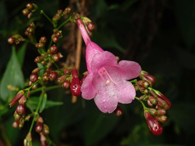 Strobilanthes hamiltoniana (Steud.) Bosser & Heine