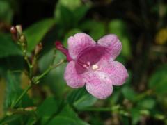 Strobilanthes hamiltoniana (Steud.) Bosser & Heine