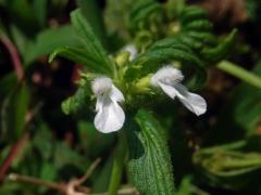 Leucas aspera (Willd.) Link