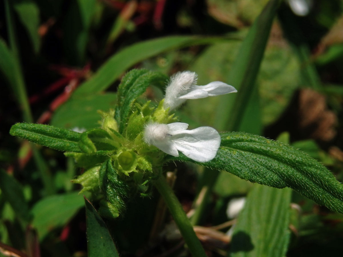 Leucas aspera (Willd.) Link