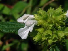 Leucas aspera (Willd.) Link