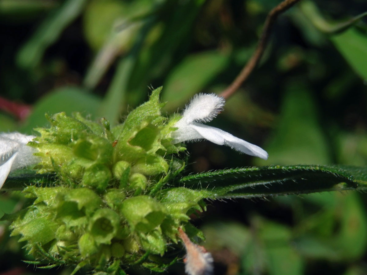 Leucas aspera (Willd.) Link