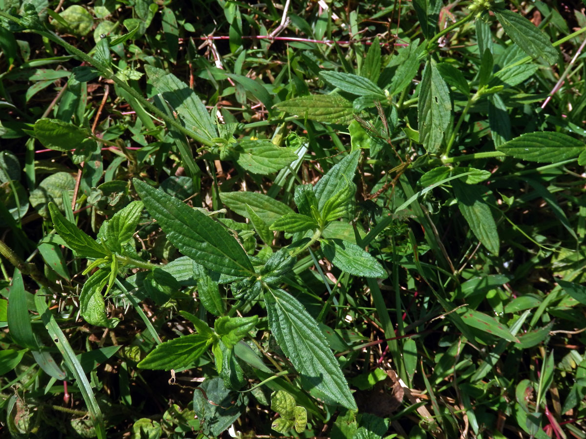 Leucas aspera (Willd.) Link