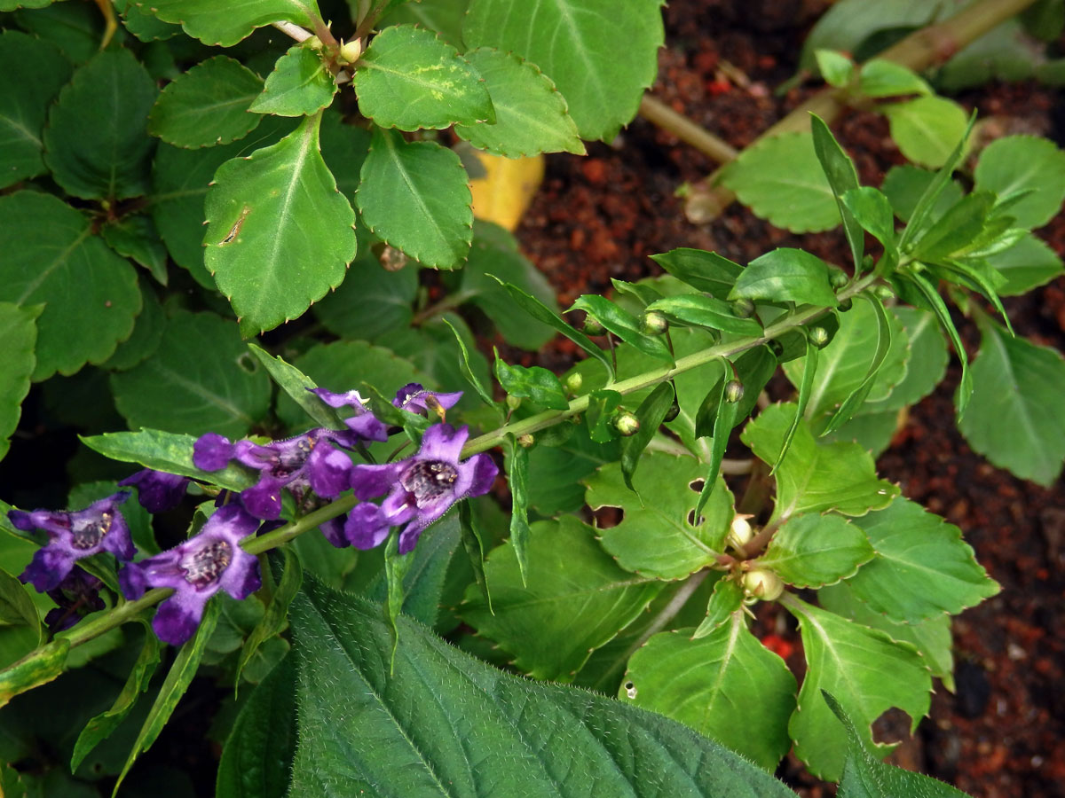 Angelonia angustifolia Benth.