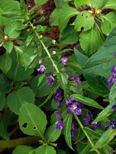 Angelonia angustifolia Benth.