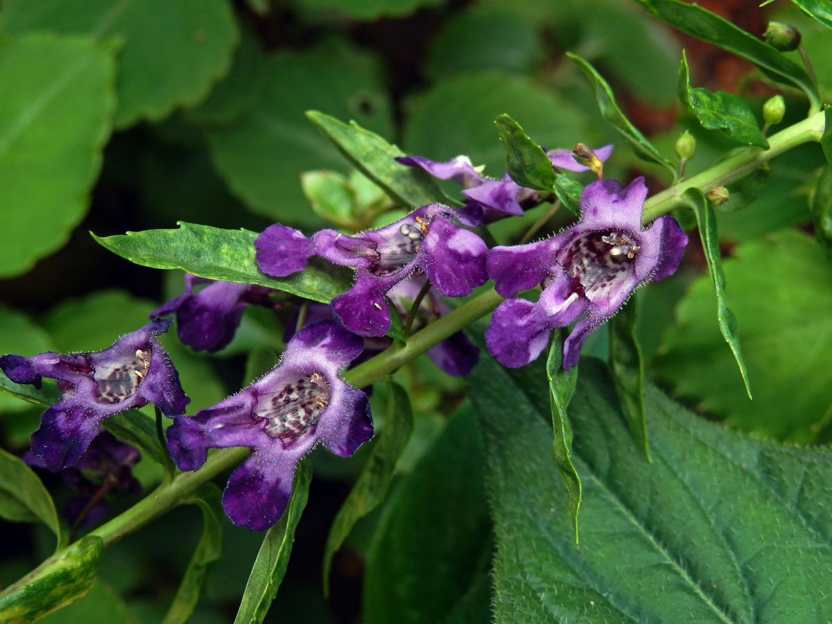 Angelonia angustifolia Benth.